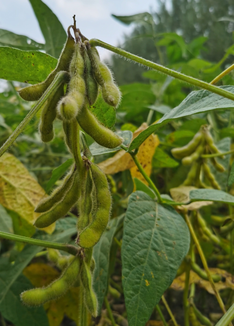 瑞豆一号黑脐黄豆种子高产非转基因大豆种籽春夏季大田种农家