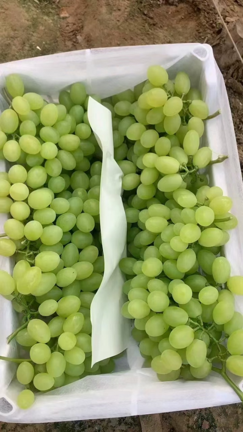【饶阳葡萄】维多利亚葡萄新货开始上市产地一手货源现摘现发