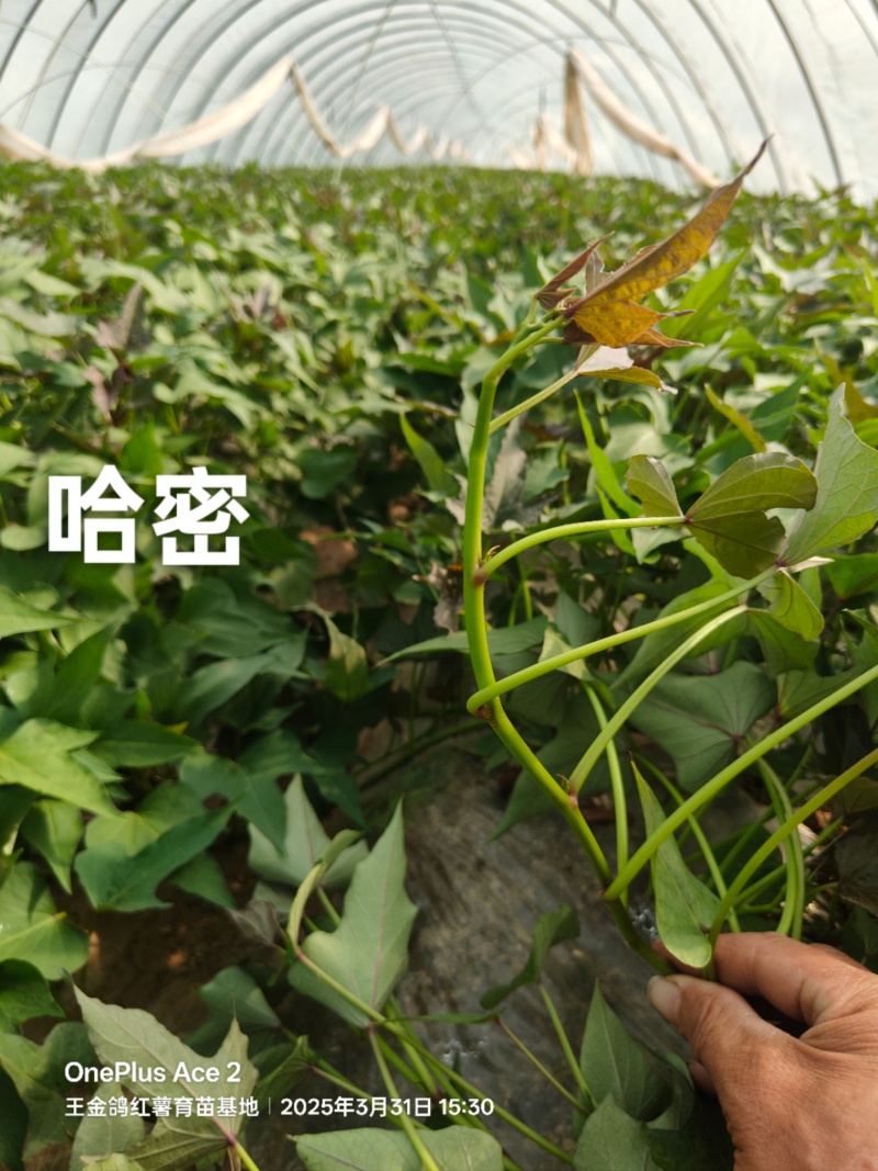 冰糖薯哈密苗，红皮白心基地直发，晾晒时间长价格合适