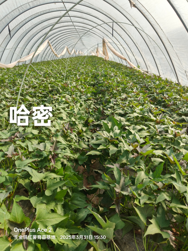 冰糖薯哈密苗，红皮白心基地直发，晾晒时间长价格合适