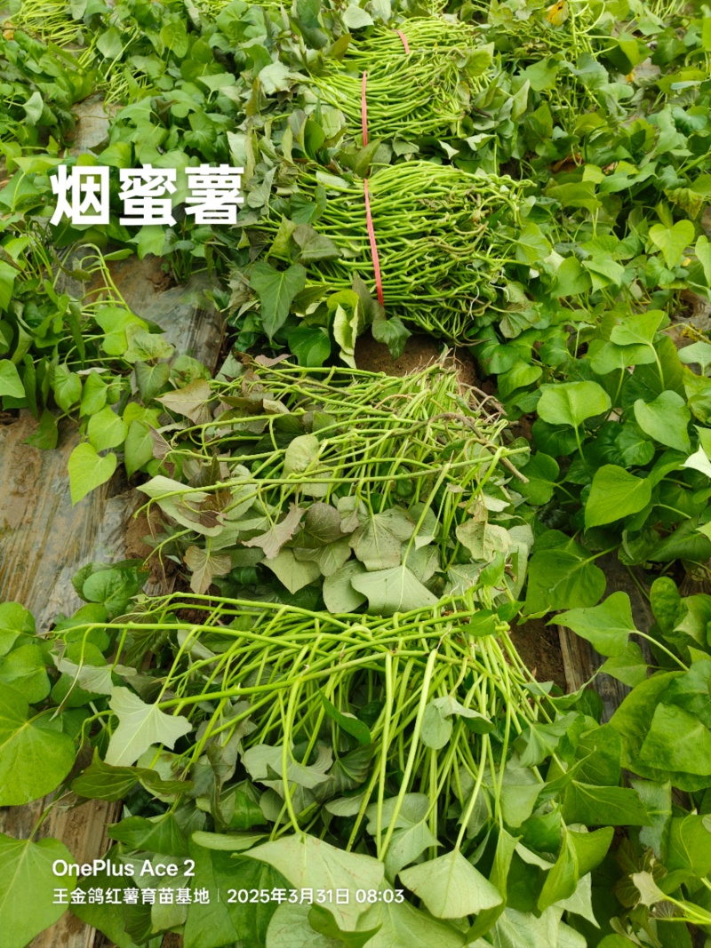 脱毒原种大田烟薯苗，烤油蜜薯型，大田苗基地直供，货源充足