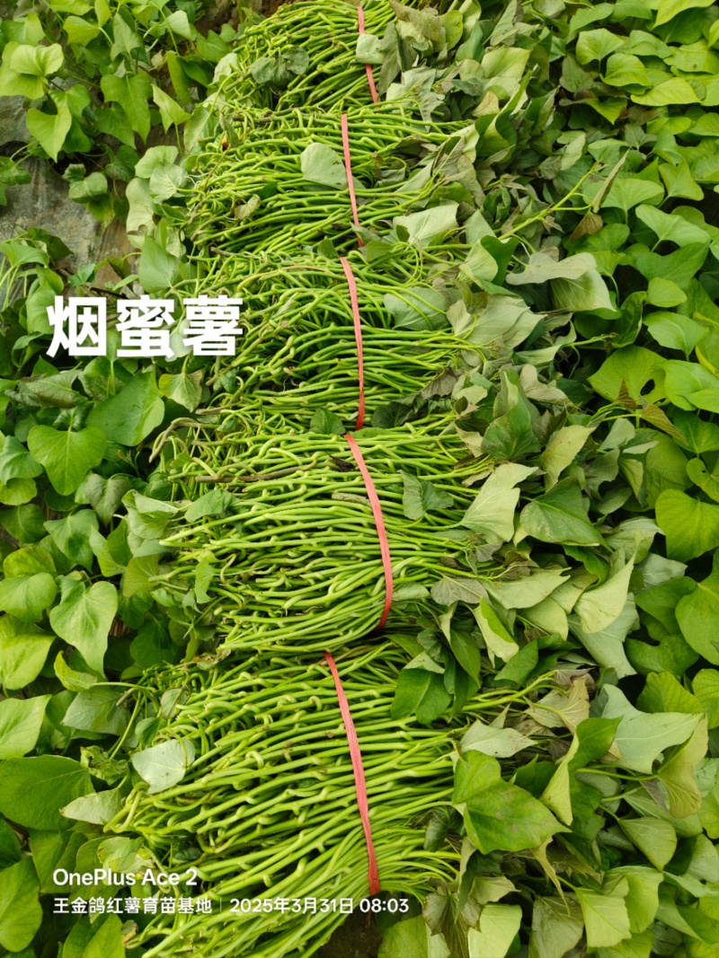 脱毒原种大田烟薯苗，烤油蜜薯型，大田苗基地直供，货源充足