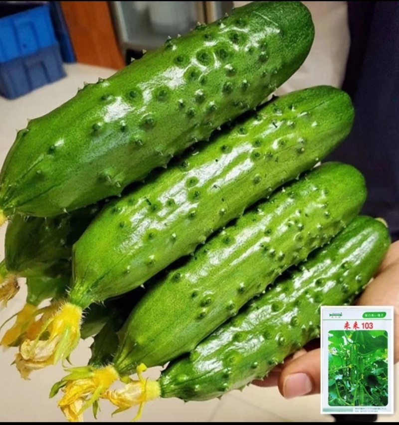 嫁接黄瓜苗基地直发密刺大黄瓜苗水果黄瓜苗旱黄瓜苗