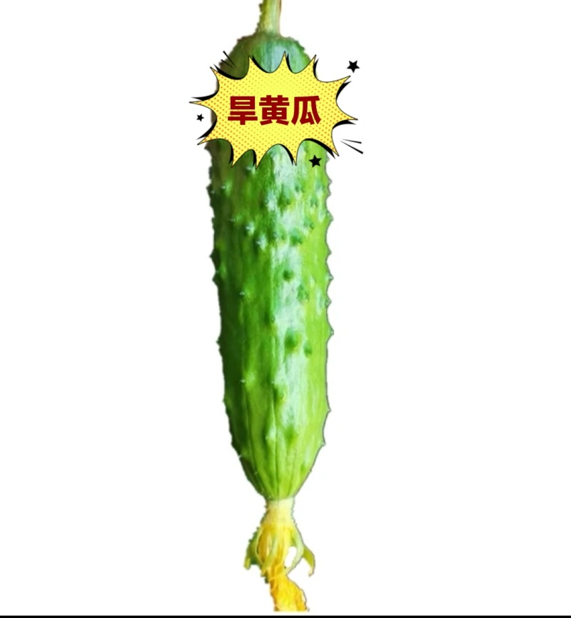 嫁接黄瓜苗基地直发密刺大黄瓜苗水果黄瓜苗旱黄瓜苗