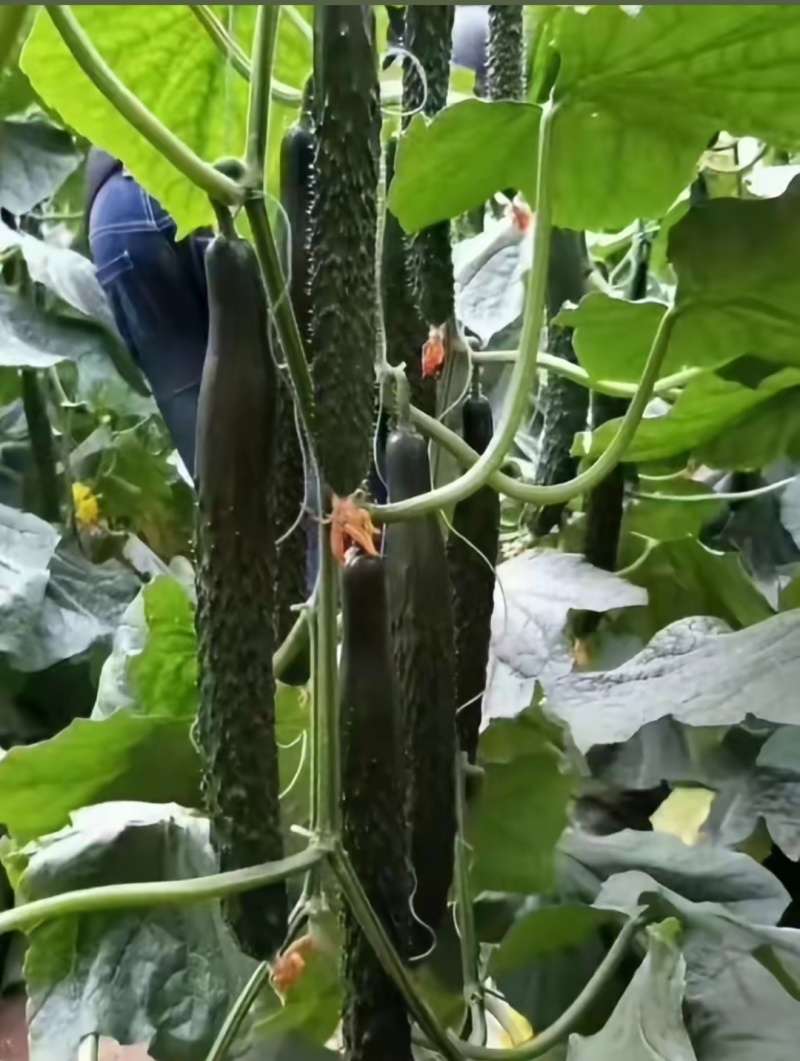 嫁接黄瓜苗基地直发密刺大黄瓜苗水果黄瓜苗旱黄瓜苗