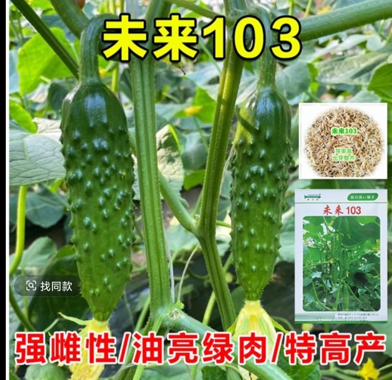 嫁接黄瓜苗基地直发密刺大黄瓜苗水果黄瓜苗旱黄瓜苗