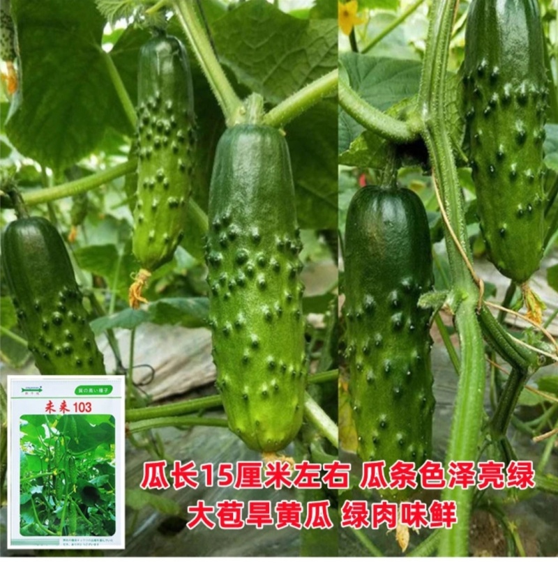 嫁接黄瓜苗基地直发密刺大黄瓜苗水果黄瓜苗旱黄瓜苗