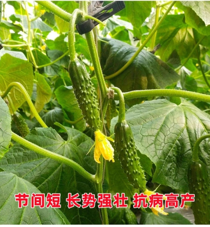 嫁接黄瓜苗基地直发密刺大黄瓜苗水果黄瓜苗旱黄瓜苗