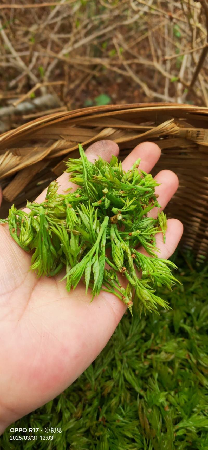 张家界莓茶--龙须茶预售_价格详谈