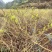张家界莓茶--龙须茶预售_价格详谈