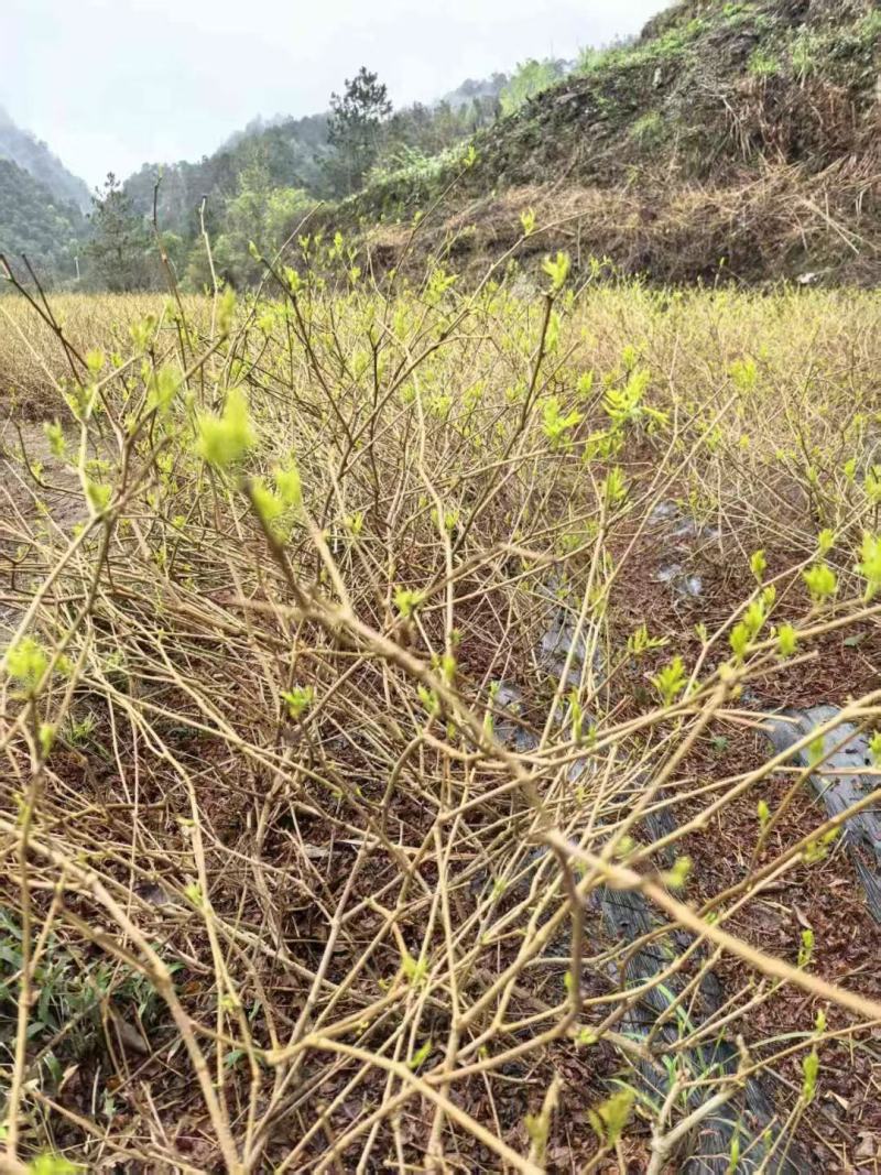 张家界莓茶--龙须茶预售_价格详谈