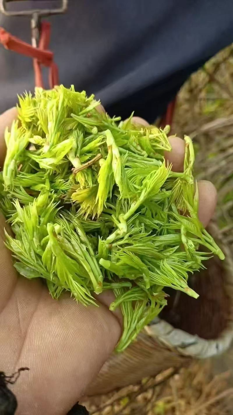 张家界莓茶--龙须茶预售_价格详谈