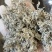 张家界莓茶--龙须茶预售_价格详谈