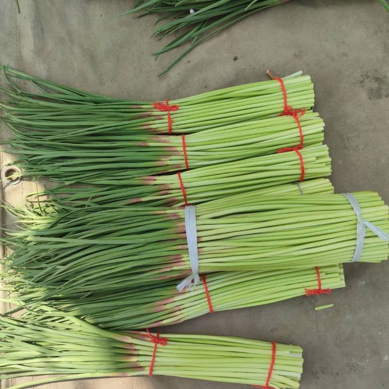 精品蒜薹，精品红帽蒜苔产地直发，长度五十公分以上