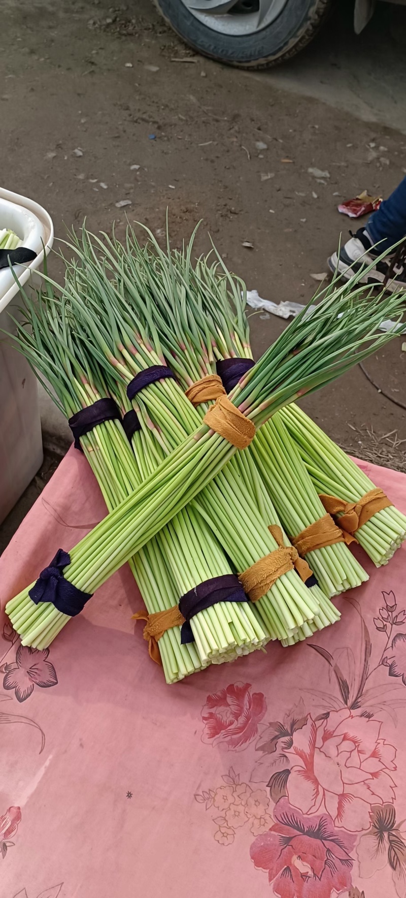 精品蒜薹，精品红帽蒜苔产地直发，长度五十公分以上