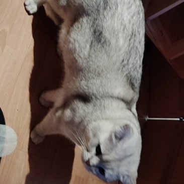 描