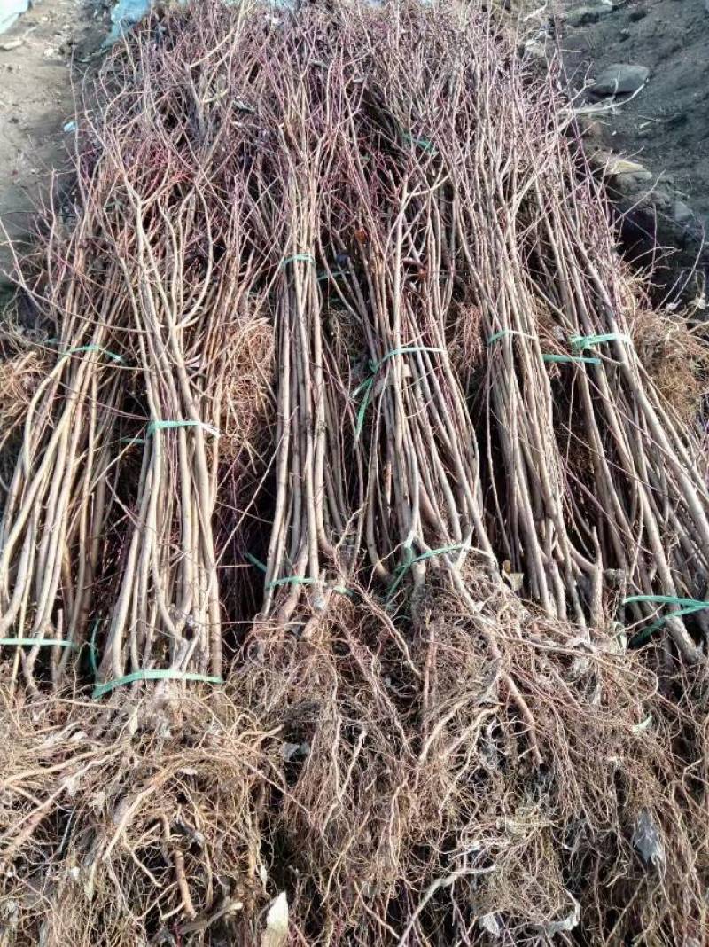 红叶李树苗基地直销包成活率量大还有优惠支持视频看货