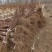 红叶李树苗基地直销包成活率量大还有优惠支持视频看货