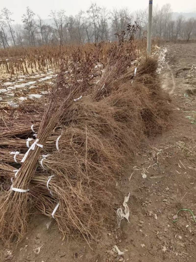 红叶李树苗基地直销包成活率量大还有优惠支持视频看货