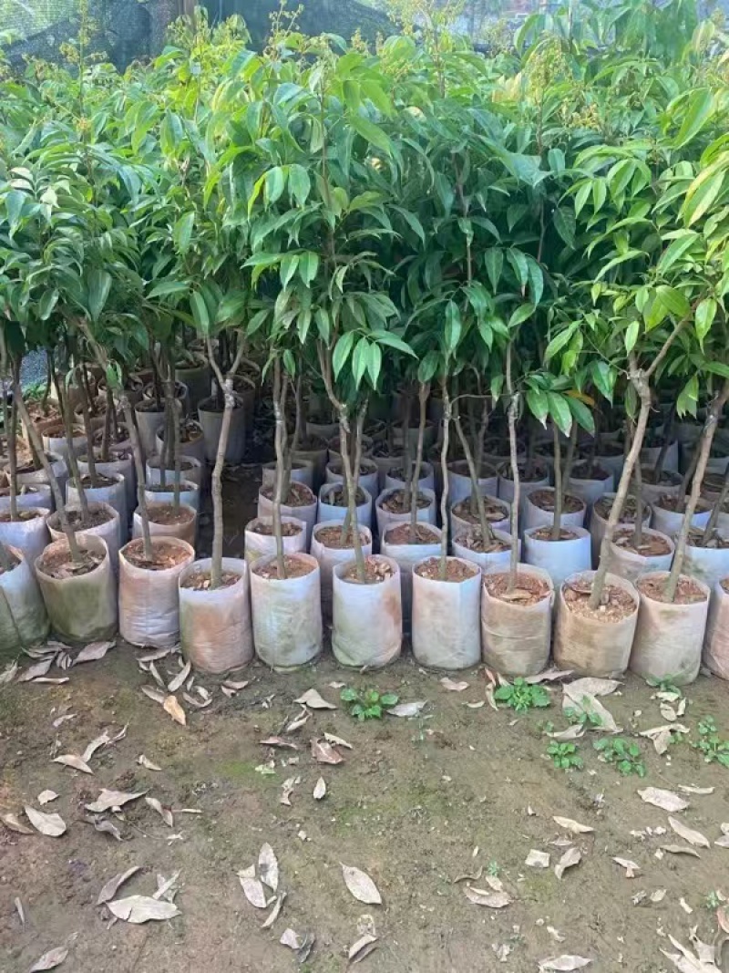 情人荔苗