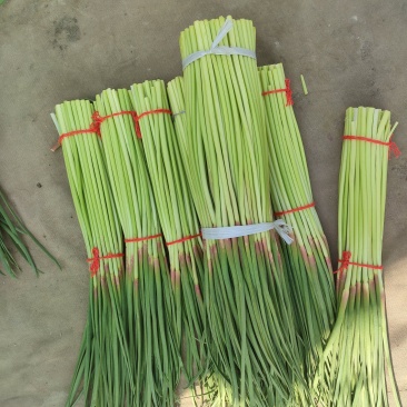 精品蒜薹，精品红帽蒜苔产地直发，长度五十公分以上