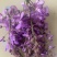 南阳葛花，鲜葛花，南阳鲜葛花