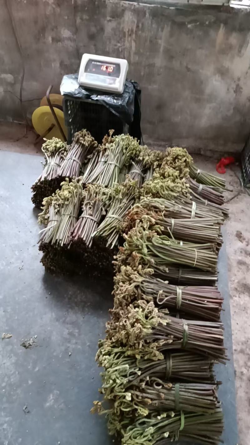 贵州野生蕨菜