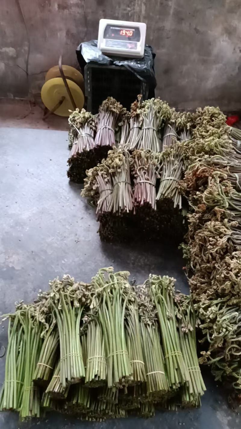 贵州野生蕨菜