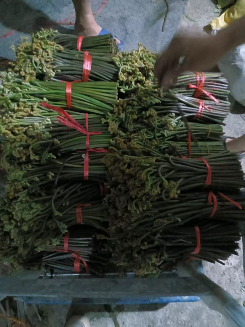 贵州野生蕨菜