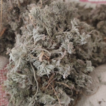野生早期茵陈