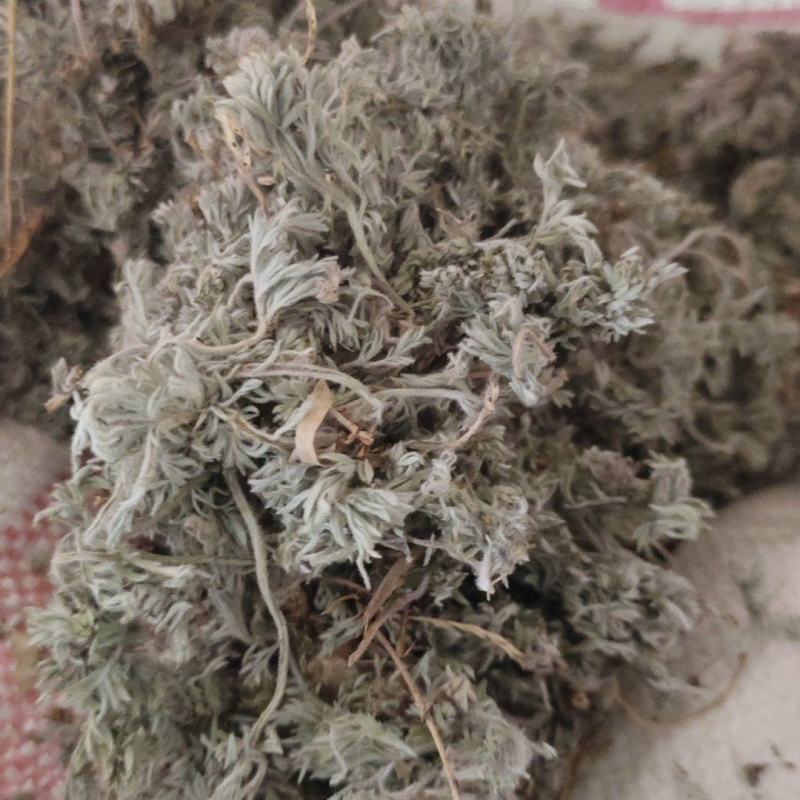 野生早期茵陈