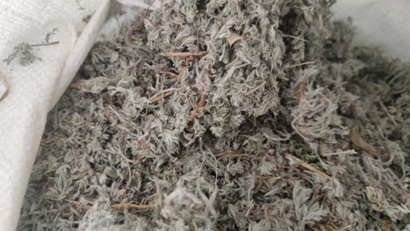 野生早期茵陈