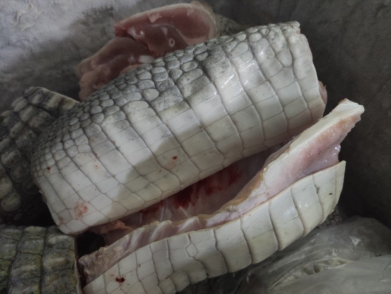 鳄鱼肉