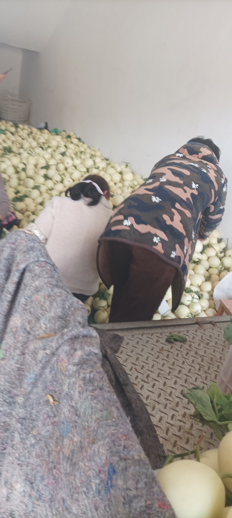 白蜜小香瓜，大量供应，保质保量，价格实惠，代发代收