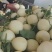 白蜜小香瓜，大量供应，保质保量，价格实惠，代发代收