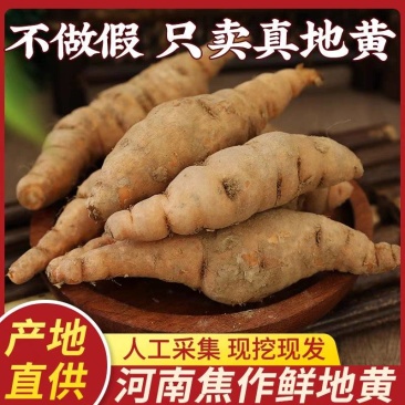 鲜地黄正宗河南焦作新鲜怀生地黄现挖现中药生地熟地黄武陟