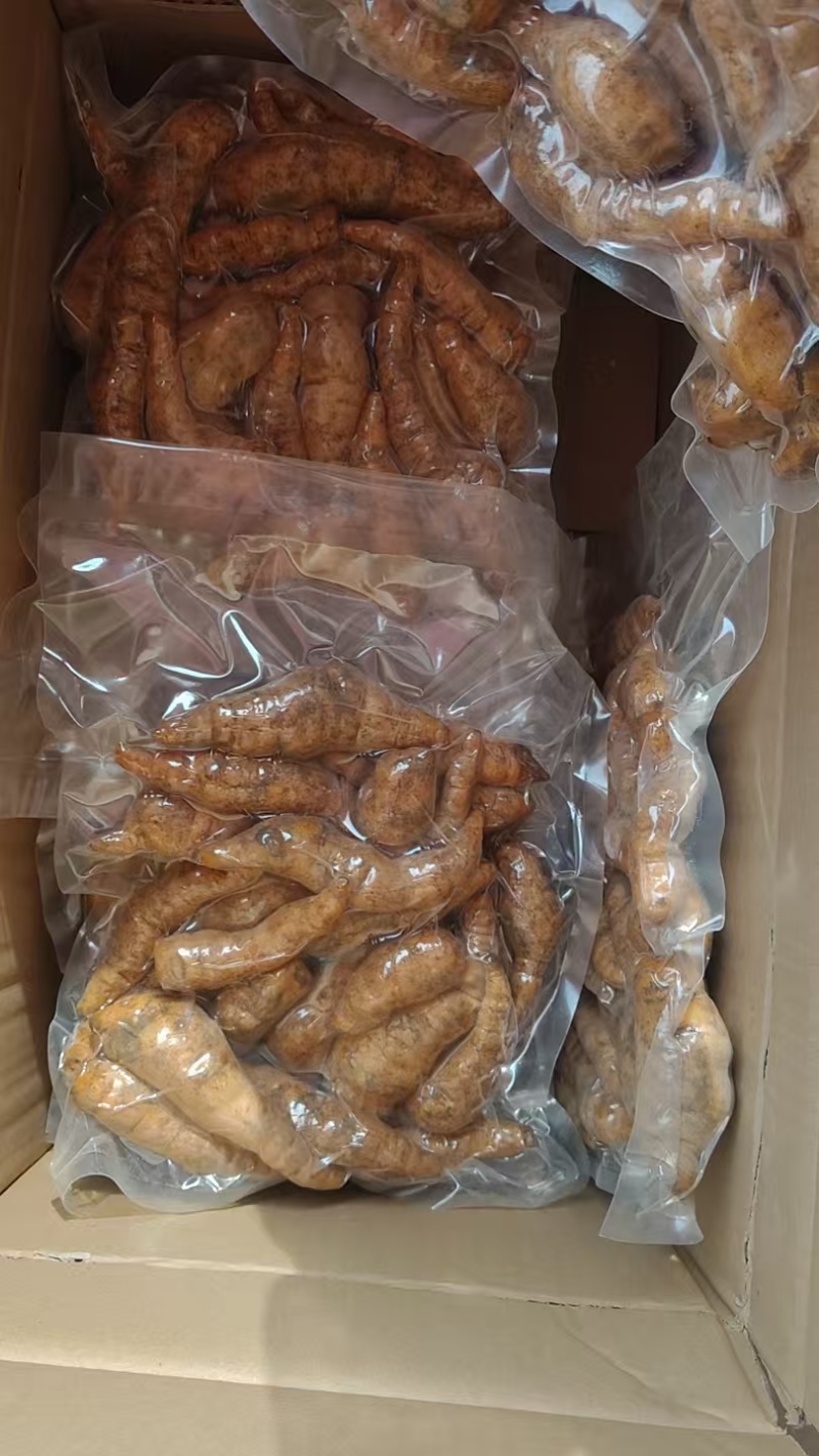鲜地黄正宗河南焦作新鲜怀生地黄现挖现中药生地熟地黄武陟