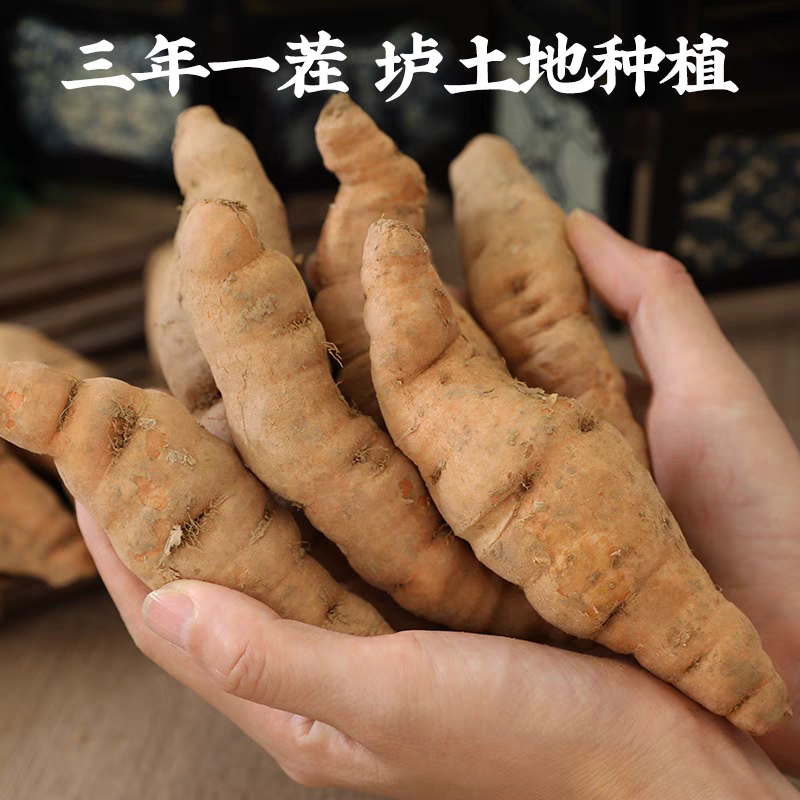 鲜地黄正宗河南焦作新鲜怀生地黄现挖现中药生地熟地黄武陟