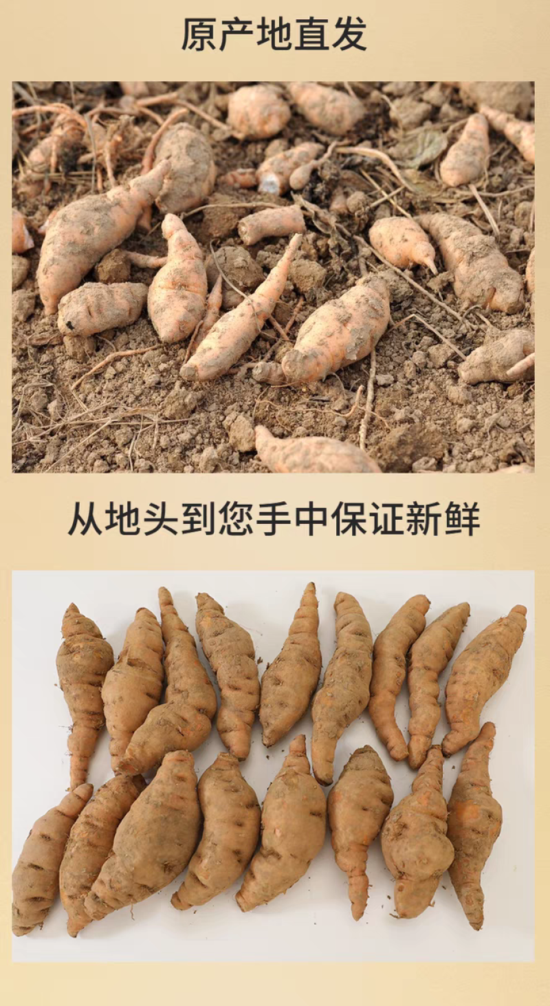 鲜地黄正宗河南焦作新鲜怀生地黄现挖现中药生地熟地黄武陟