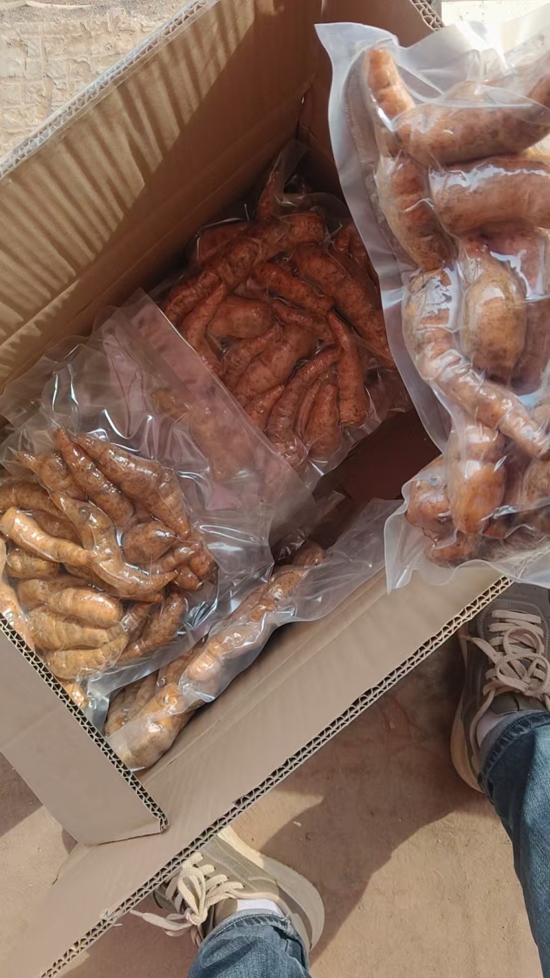 鲜地黄正宗河南焦作新鲜怀生地黄现挖现中药生地熟地黄武陟