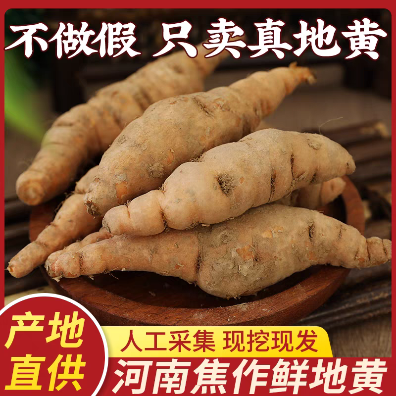 鲜地黄正宗河南焦作新鲜怀生地黄现挖现中药生地熟地黄武陟