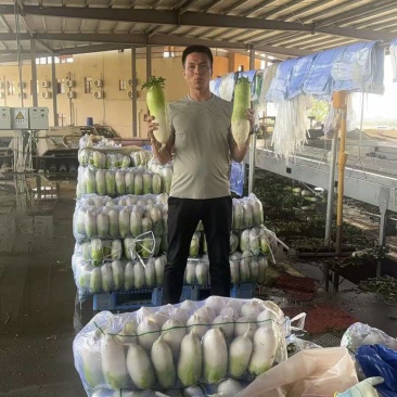 韩国萝卜，产地直发。可以打包打冷。打箱。直发。量大从优。