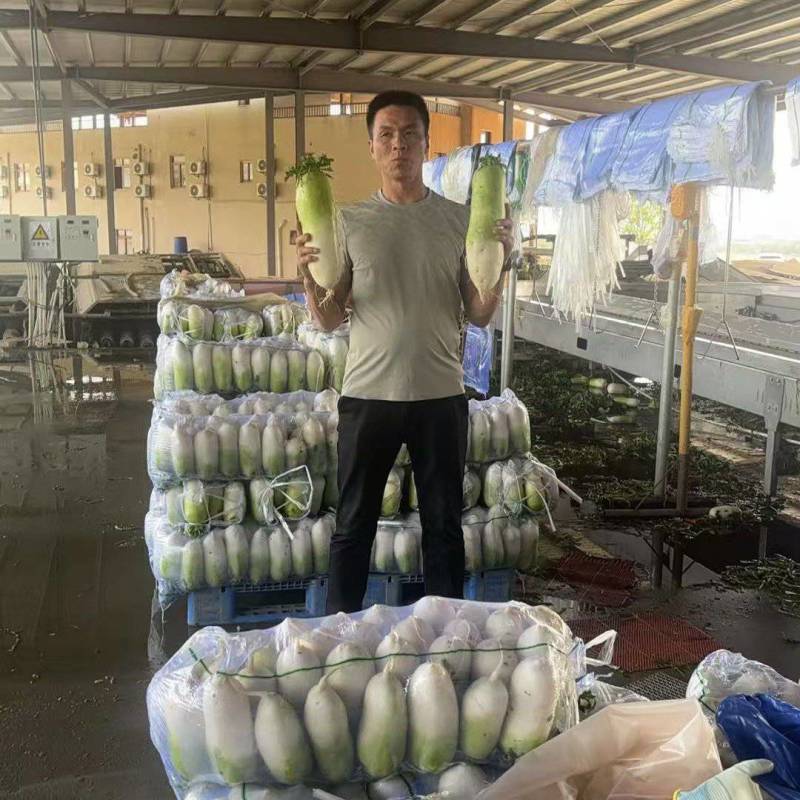 韩国萝卜，产地直发。可以打包打冷。打箱。直发。量大从优。