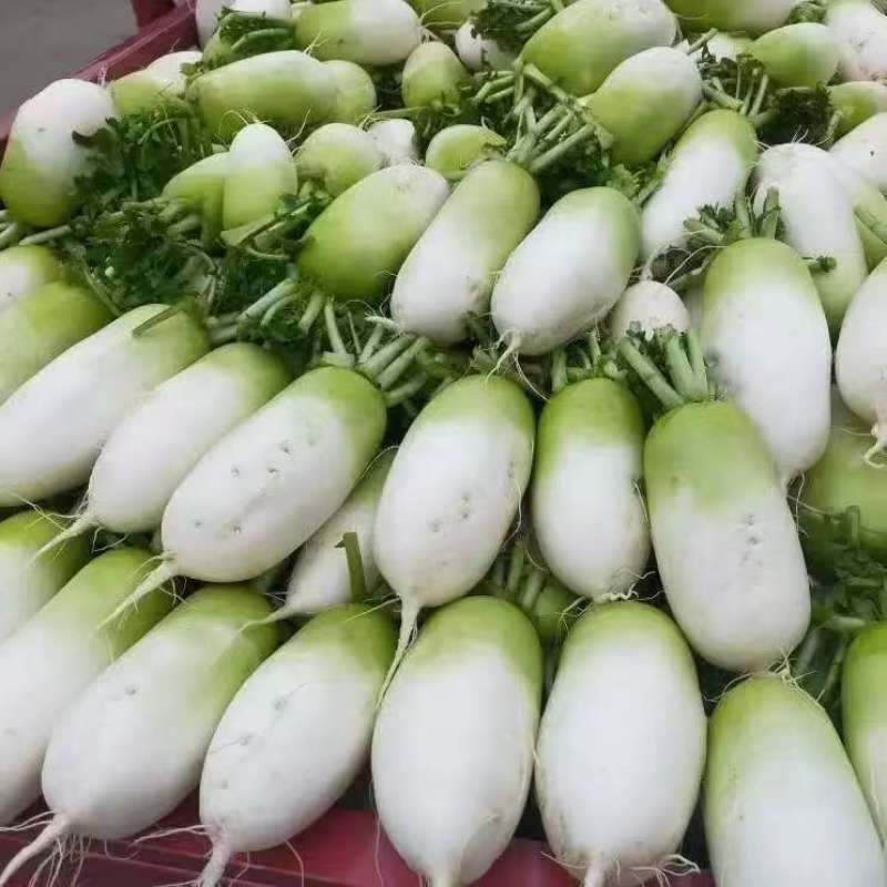 韩国萝卜，产地直发。可以打包打冷。打箱。直发。量大从优。