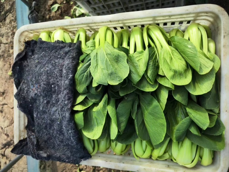 精品油菜上海青产地供货全国供应质量保证