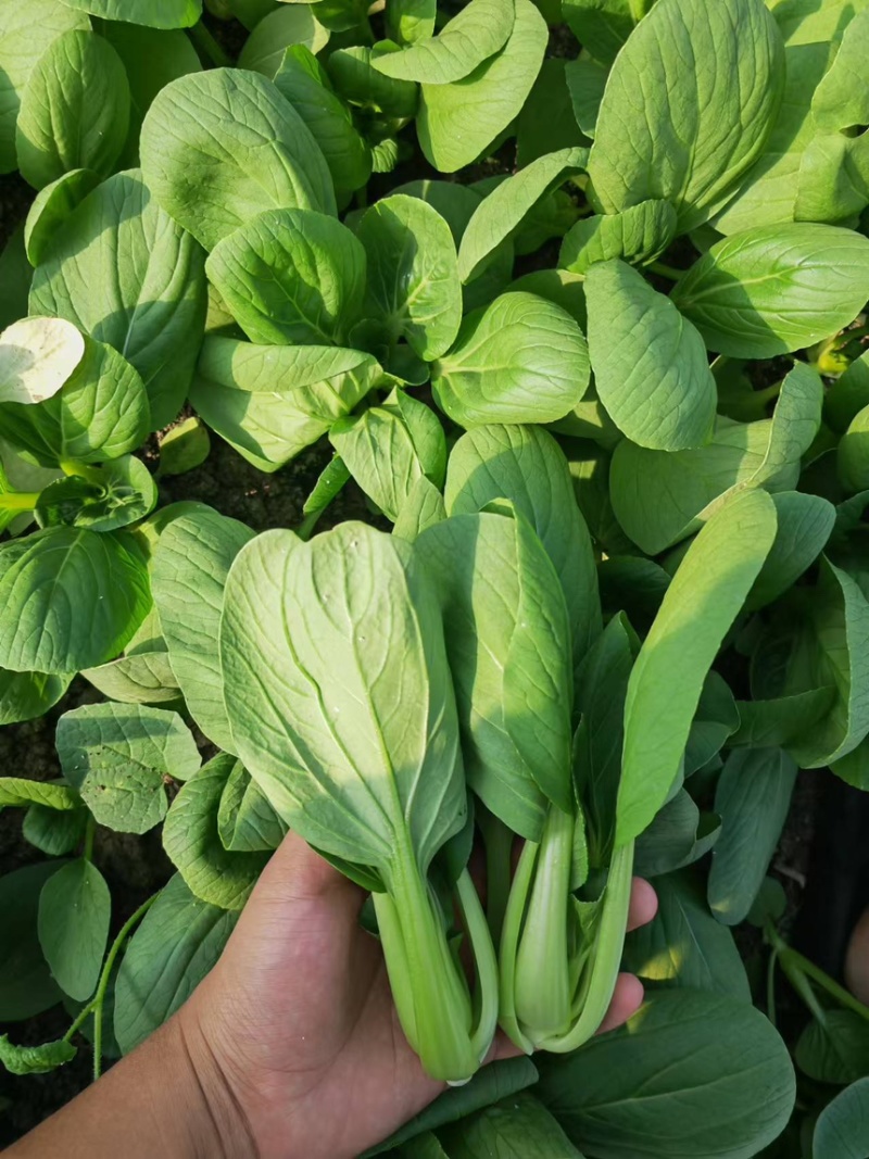 精品油菜上海青产地供货全国供应质量保证