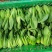 精品油菜上海青产地供货全国供应质量保证