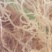 清水全干无盐龙须菜(鹿角菜)批发