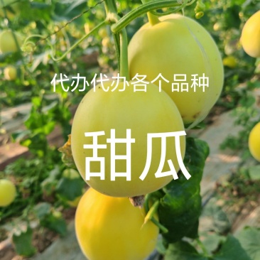 代办代发甜瓜羊角蜜博洋九绿宝星甜二十金冠绿美人等等