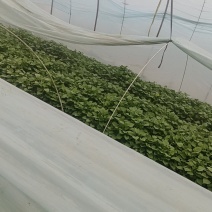 玛莎离地瓜苗脱毒德州夏津